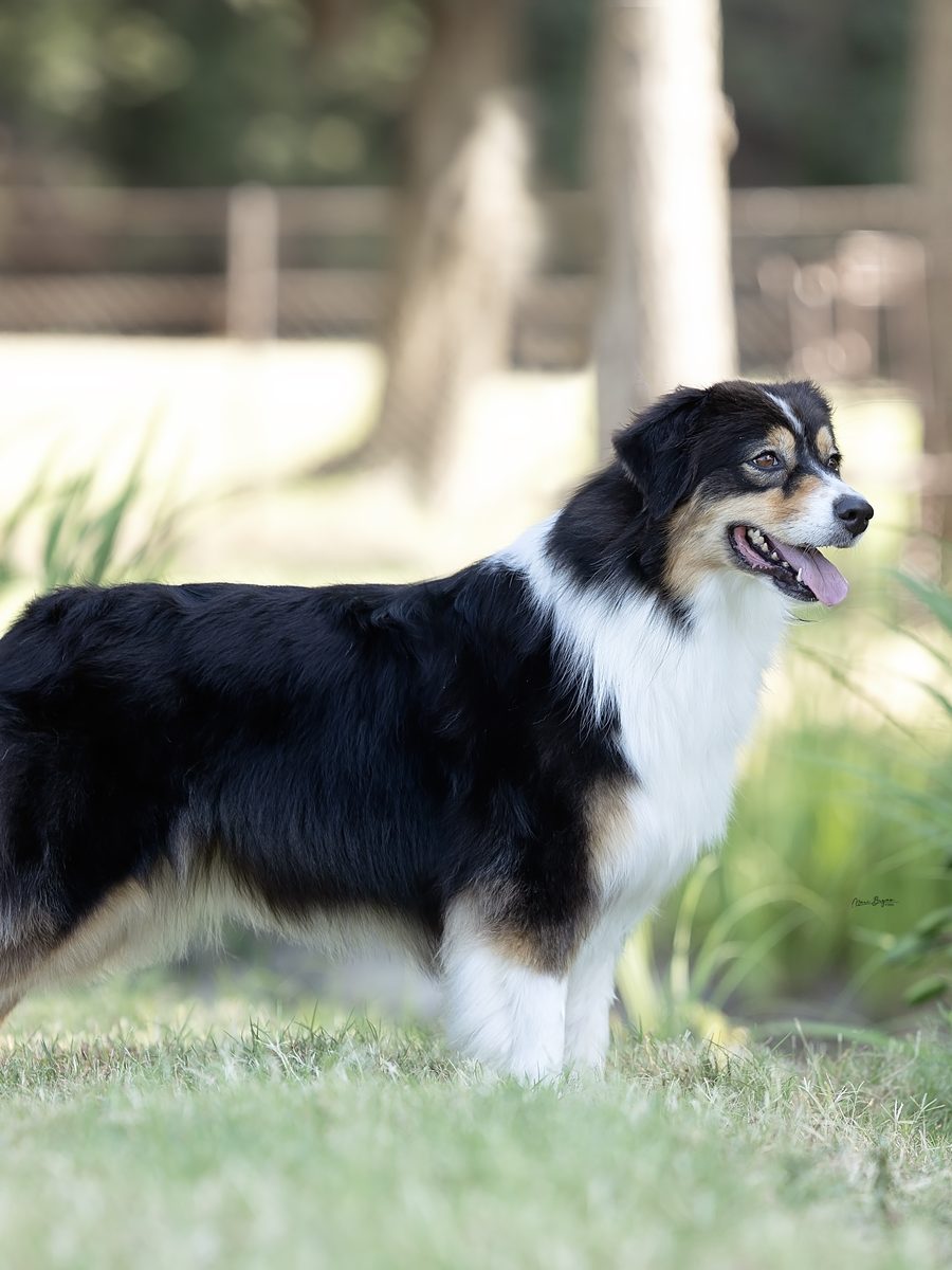 AKC pt'd LakeShore LDV I Hope You Dance "Hope"
