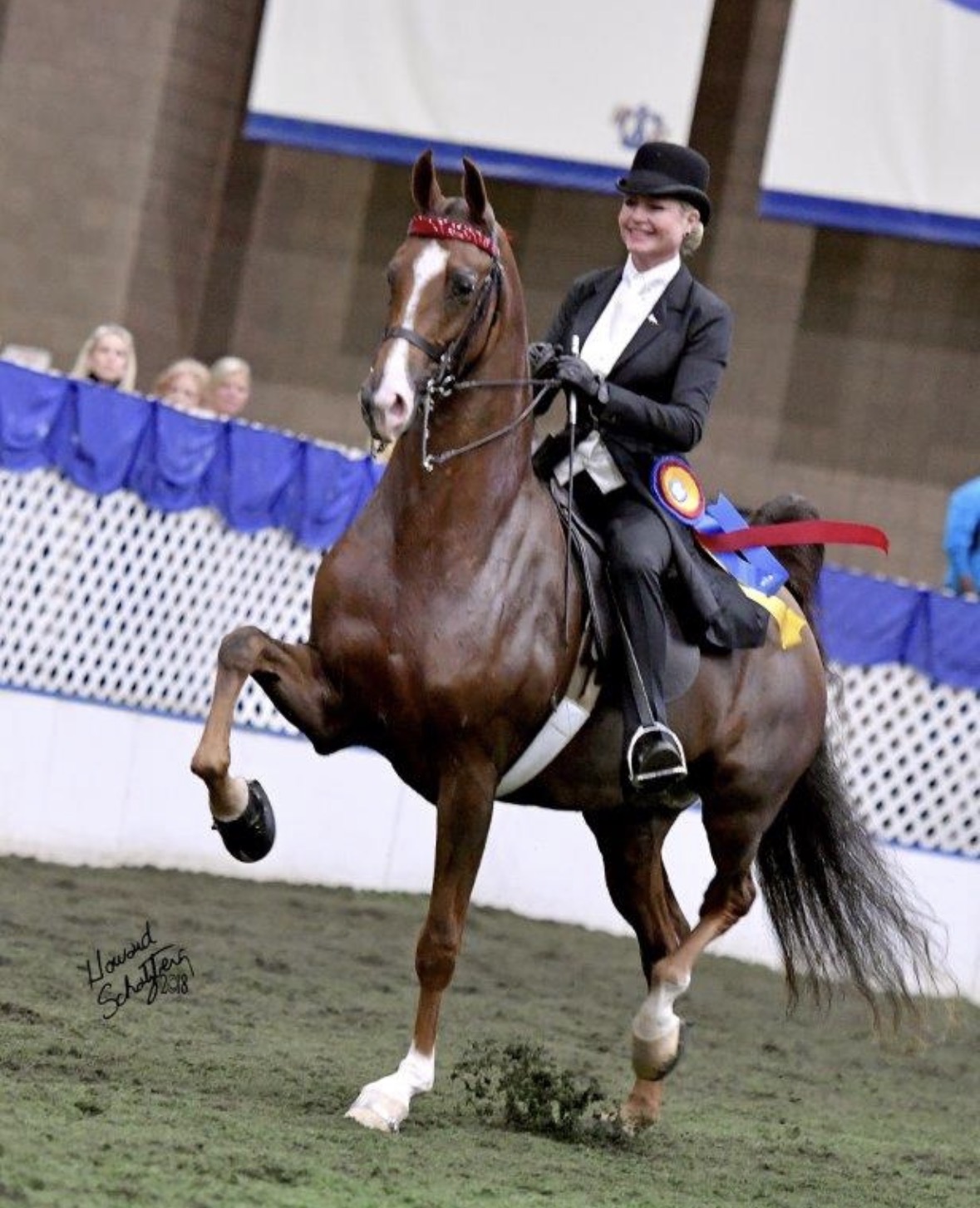 La Dolce Vita Farms American Saddlebred — photo 17