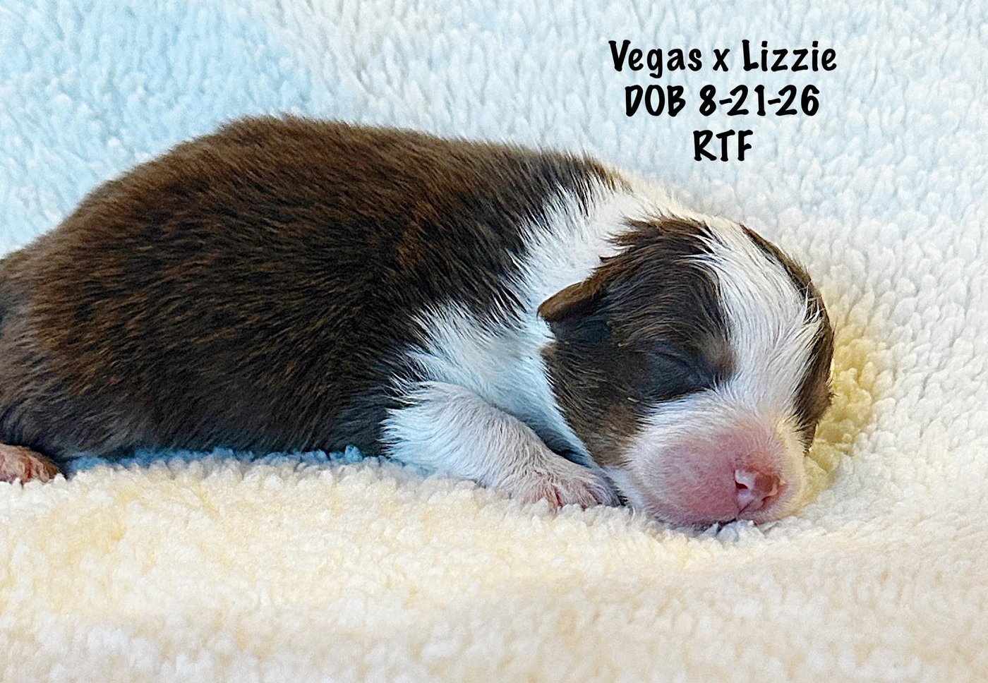 Red Tri Female Newborn
