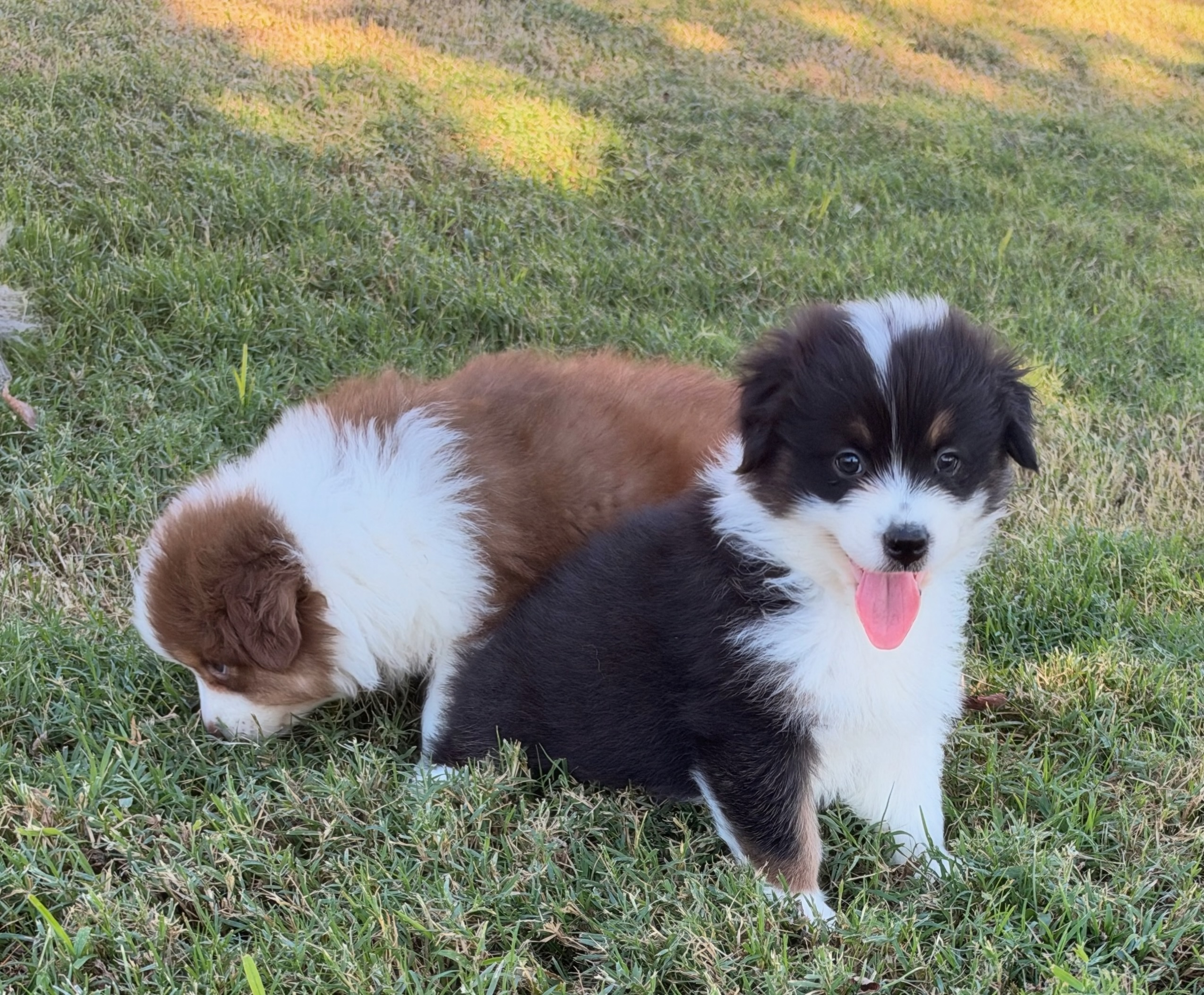 Black Tri Male 4 Weeks Old
