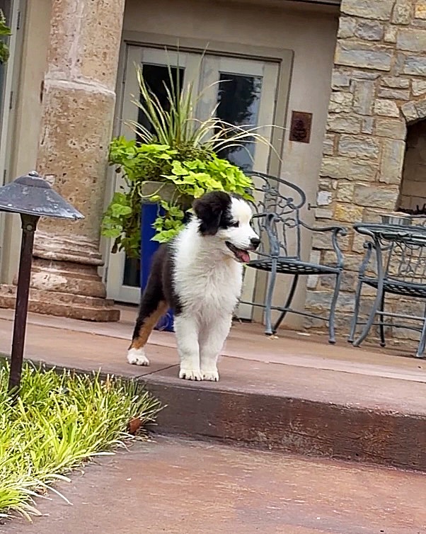 Black Tri Male 2 6 Weeks Old