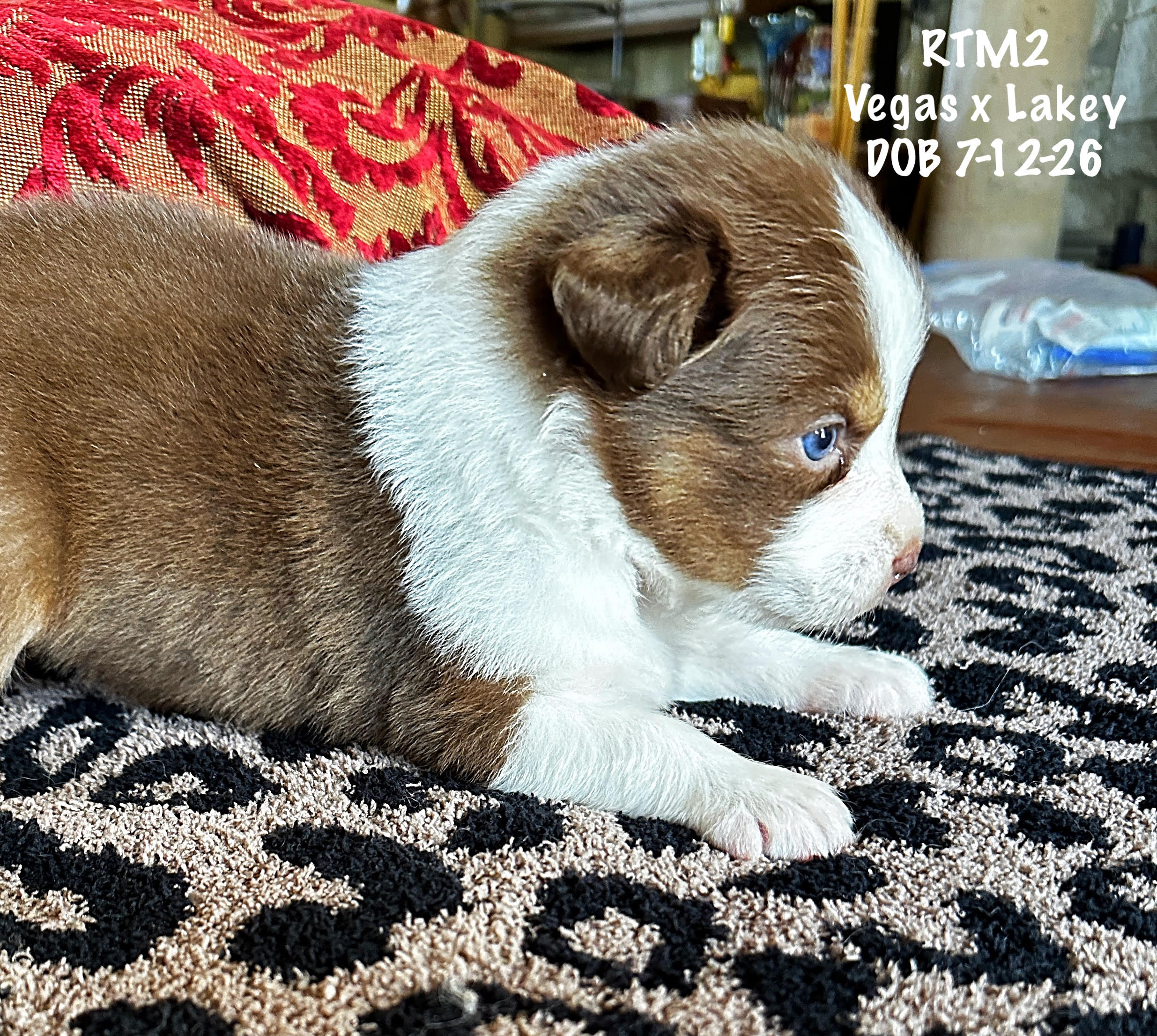 Red Tri Male 2 4 Weeks Old
