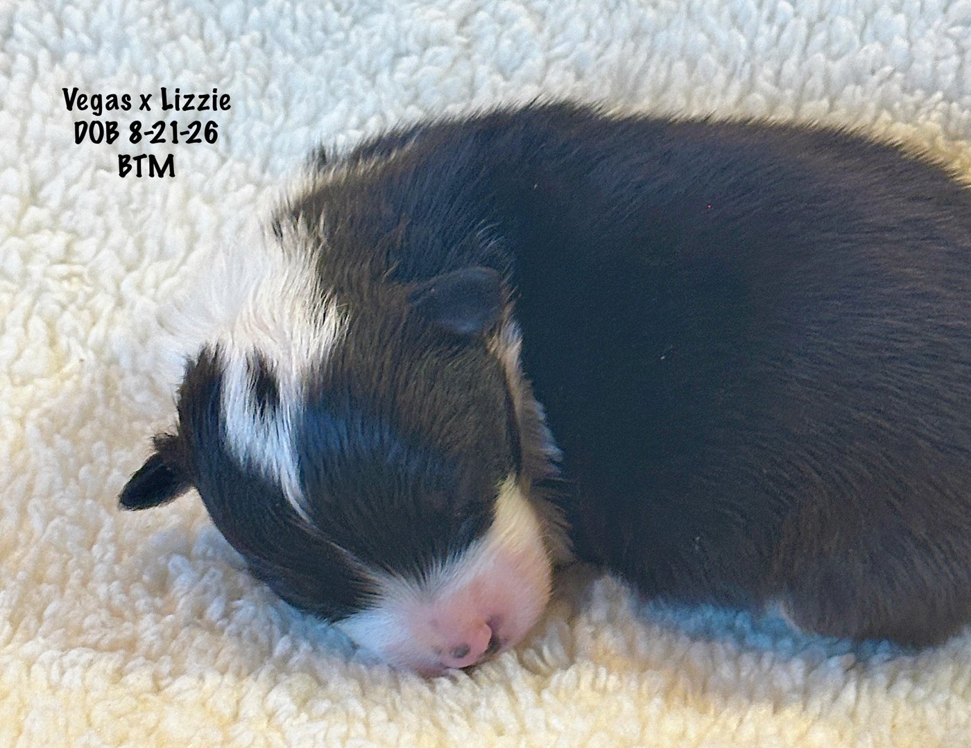 Black Tri Male Newborn