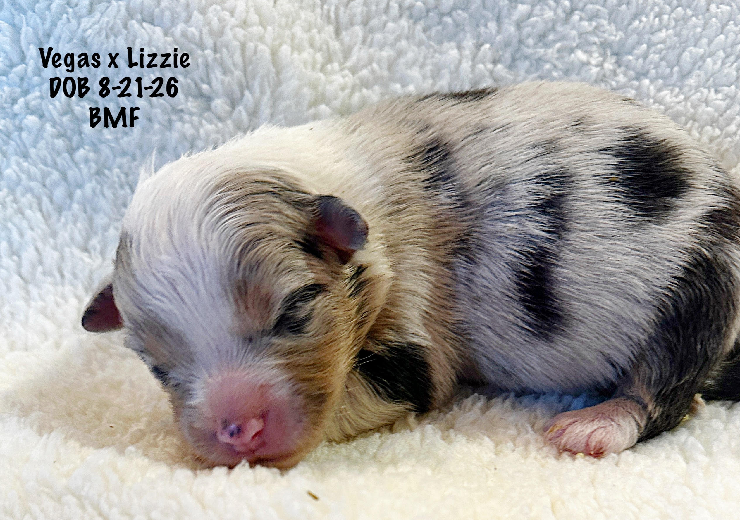 Blue Merle Female Newborn