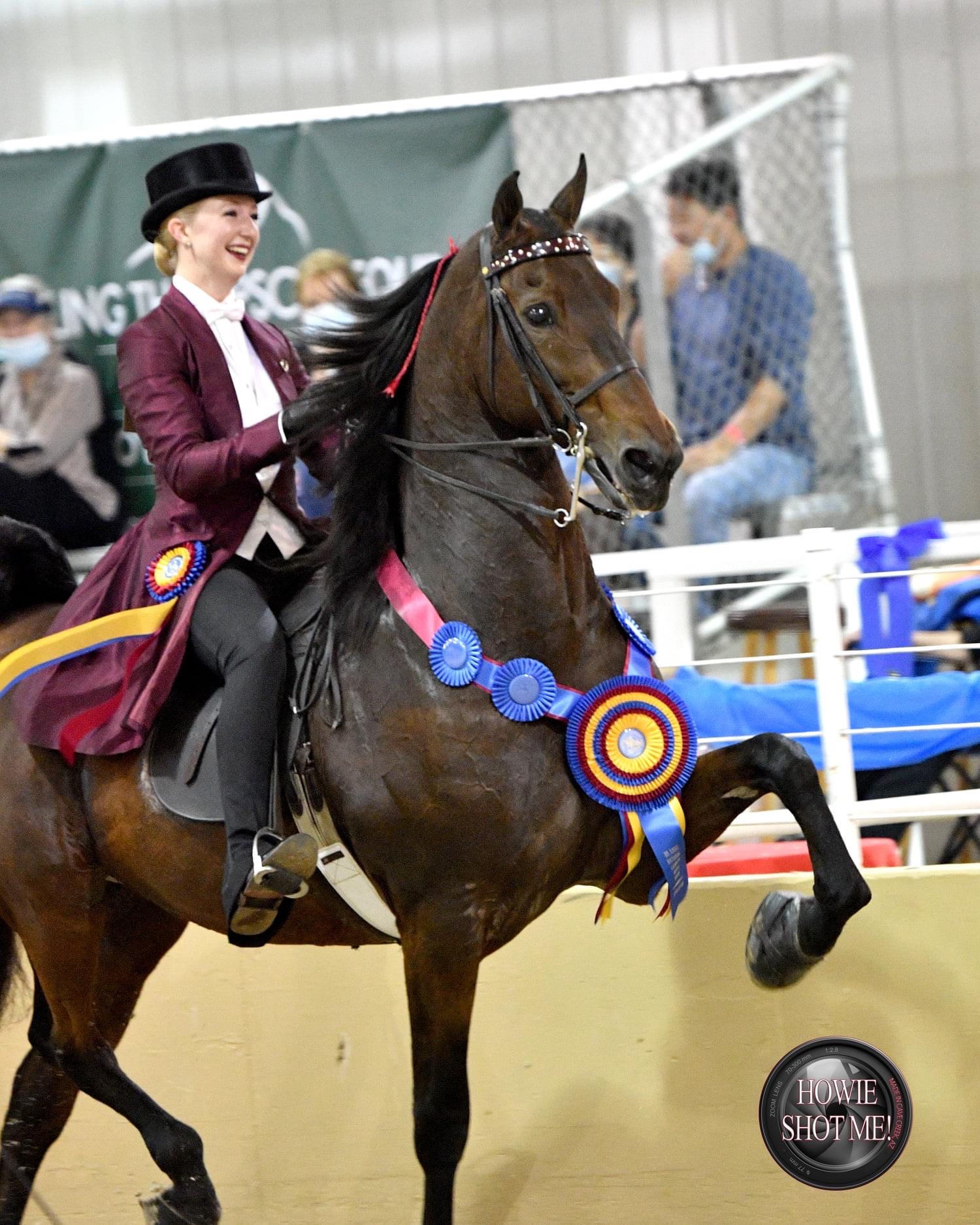 La Dolce Vita Farms American Saddlebred — photo 11