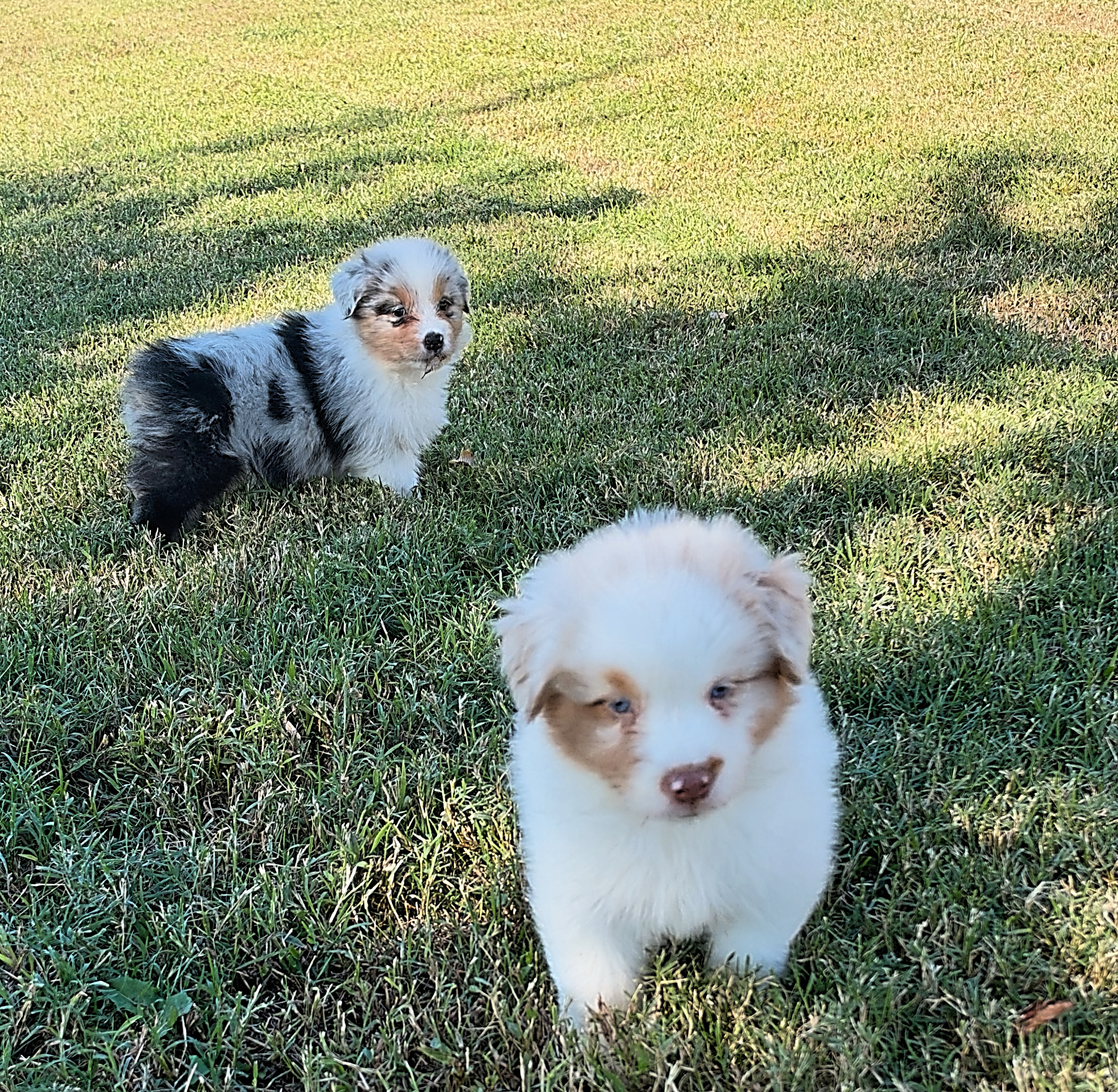 Red Merle Male 4 Weeks Old