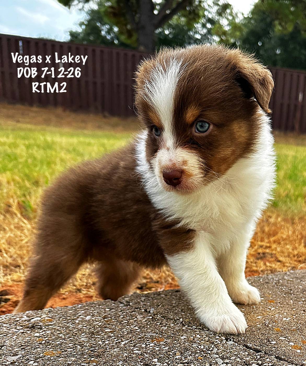 Red Tri Male 2 6 Weeks Old