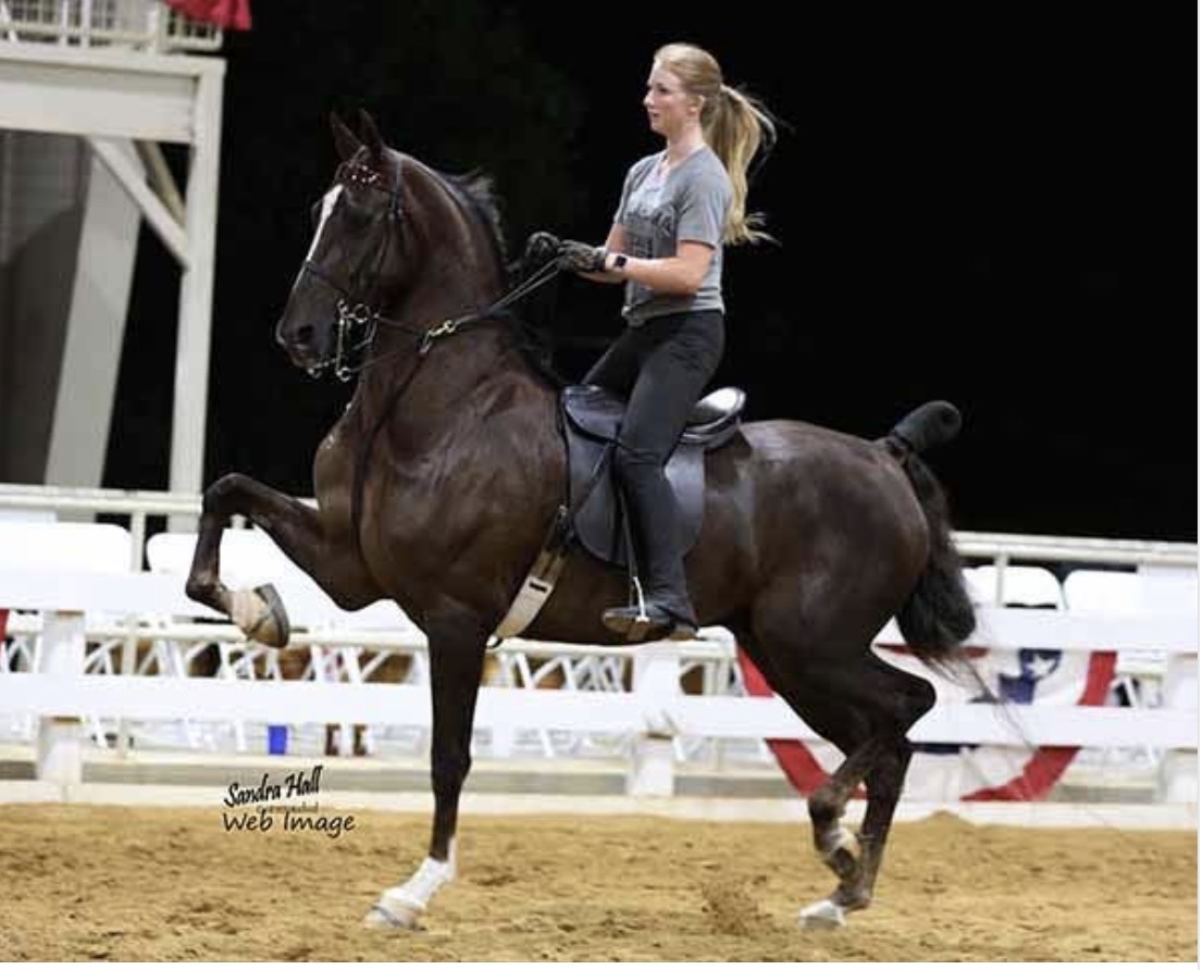 La Dolce Vita Farms American Saddlebred — photo 20