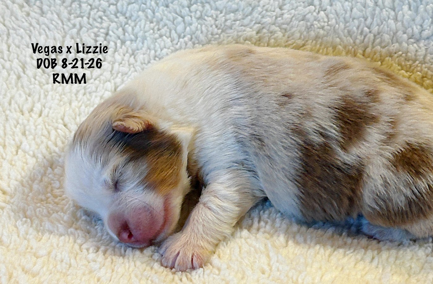 Red Merle Male Newborn