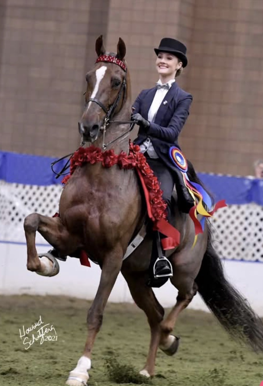 La Dolce Vita Farms American Saddlebred — photo 21