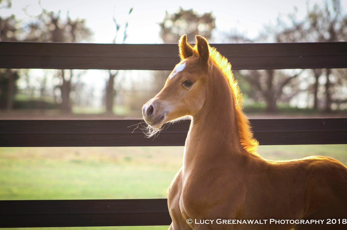 La Dolce Vita Farms American Saddlebred — photo 15