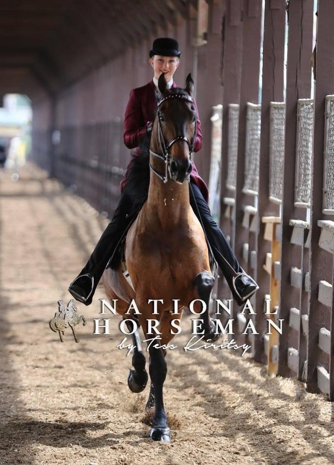 La Dolce Vita Farms American Saddlebred — photo 12
