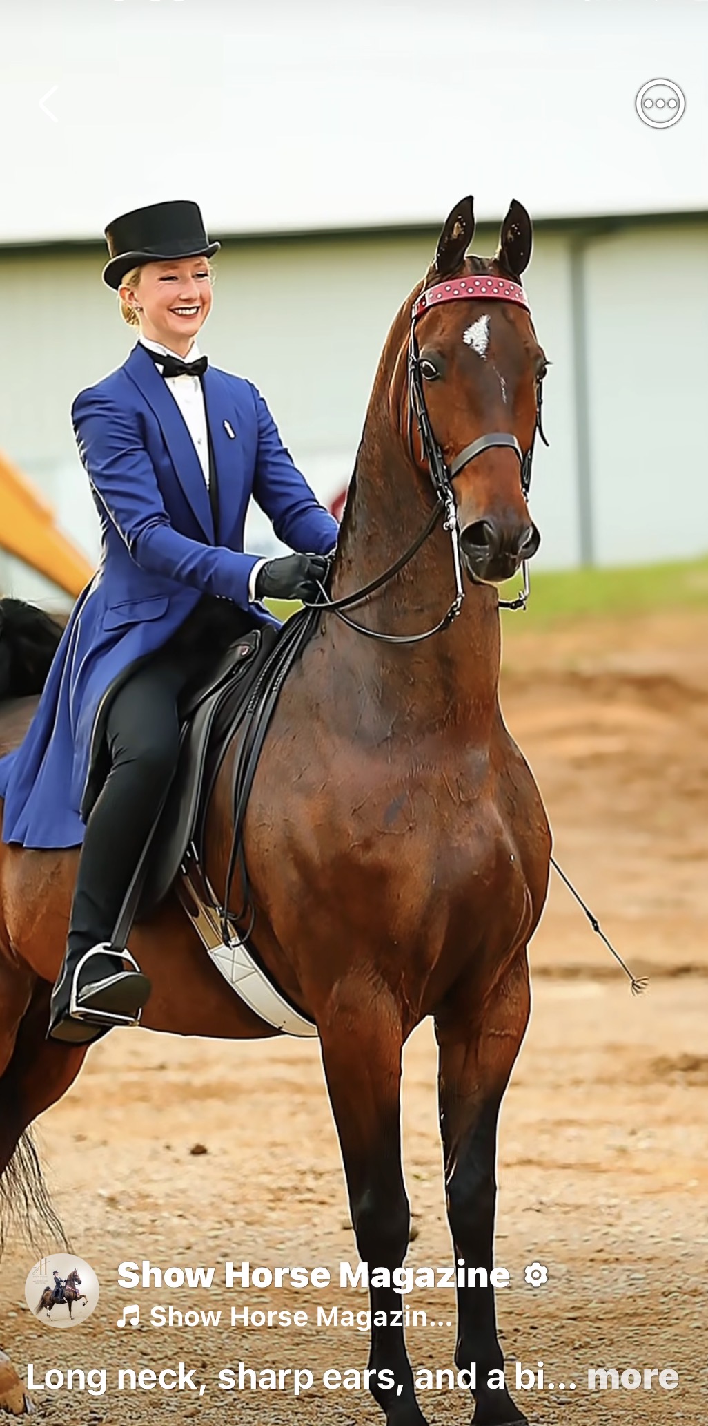 La Dolce Vita Farms American Saddlebred — photo 5
