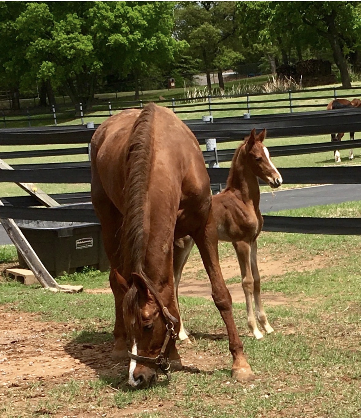 La Dolce Vita Farms American Saddlebred — photo 19