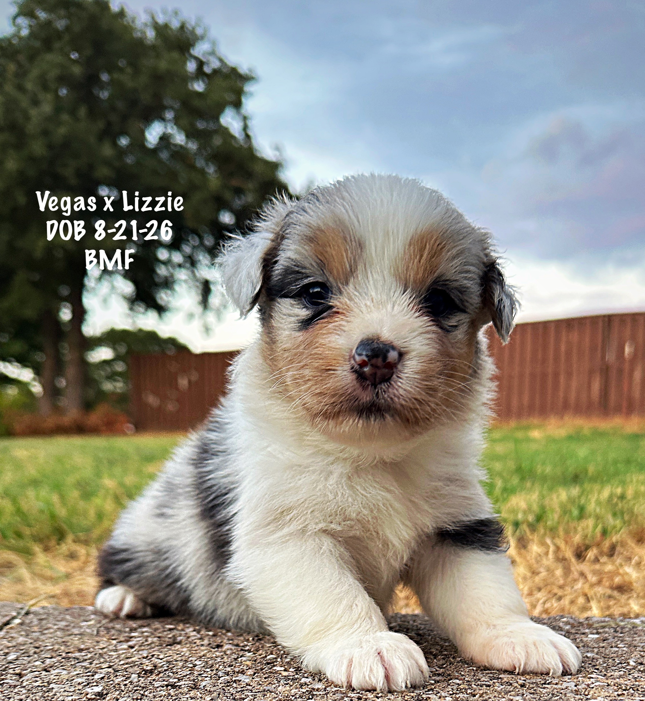 Blue Merle Female 4 Weeks Old