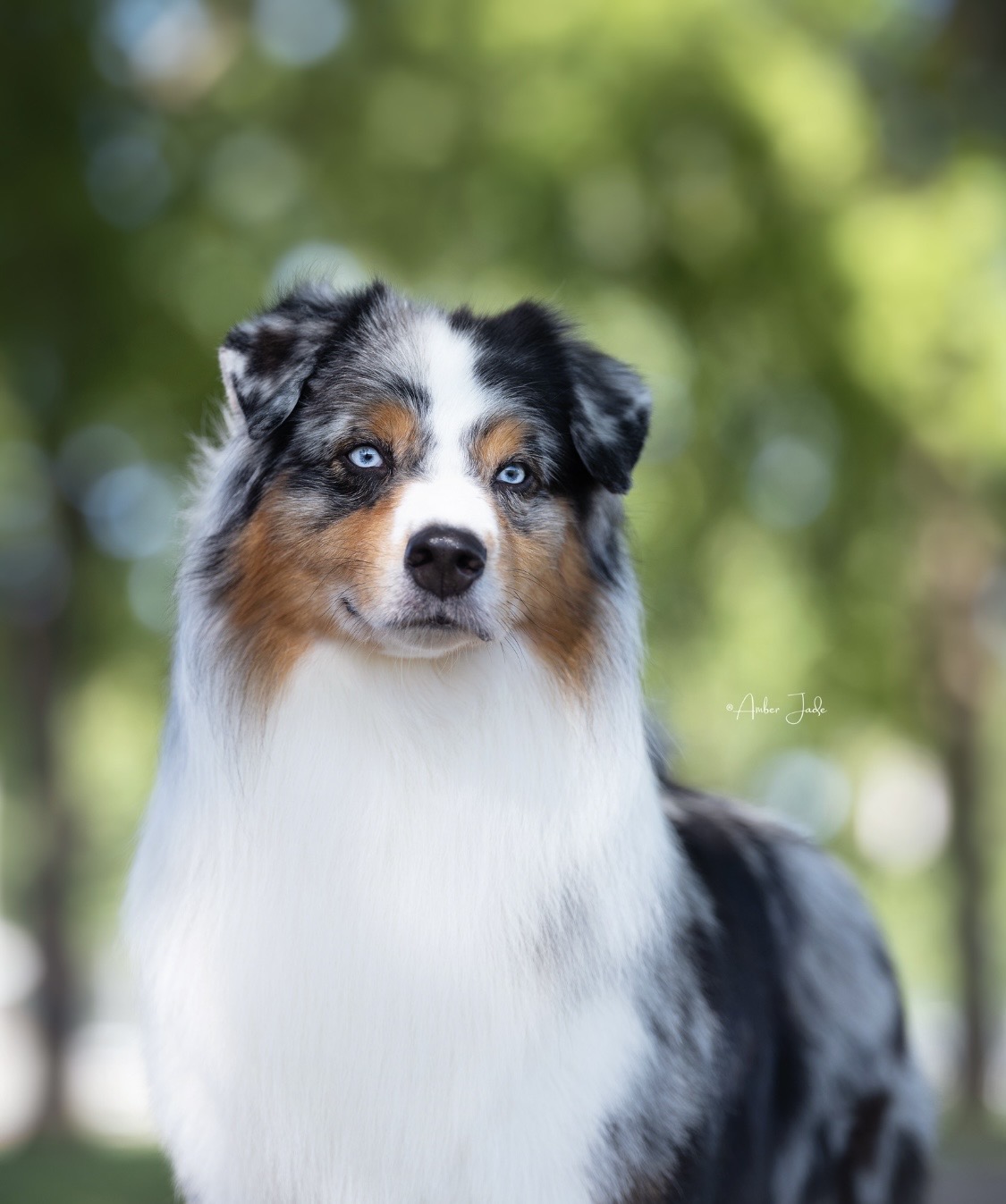 Aussie puppy