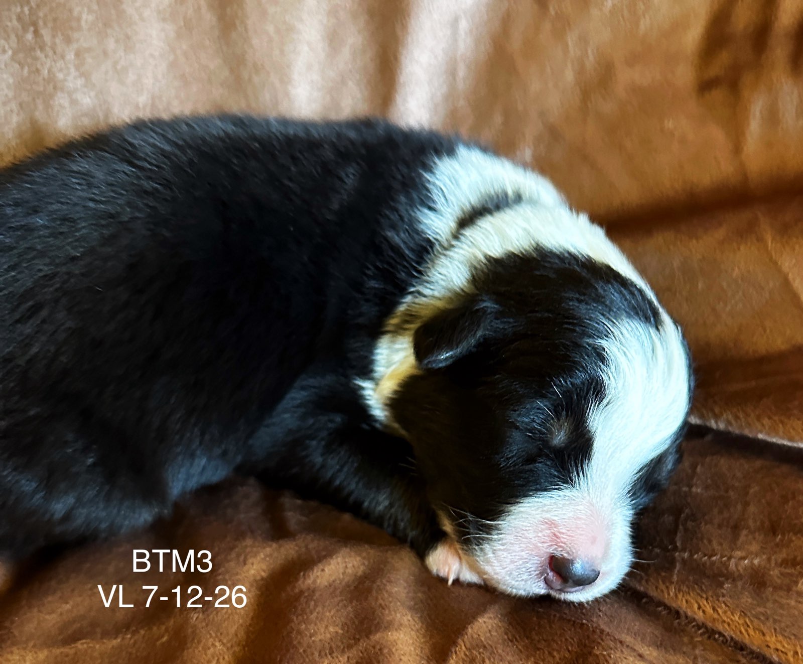 Black Tri Male 3