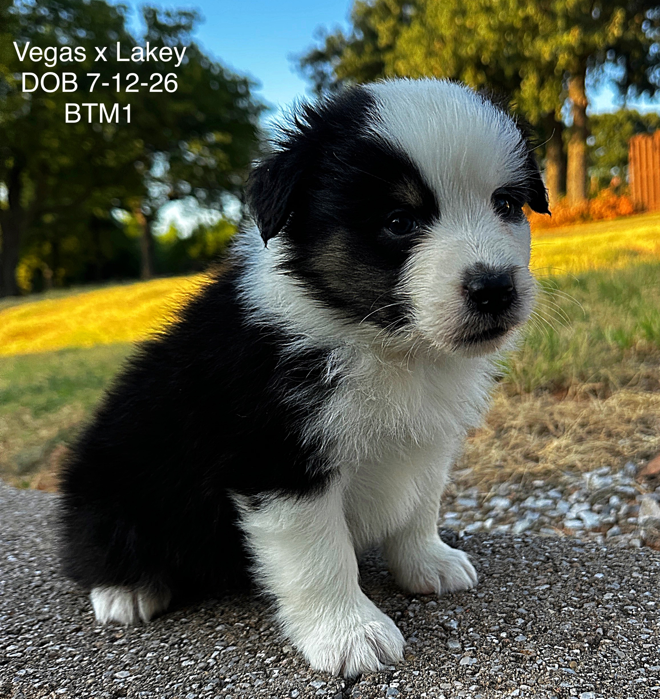 Black Tri Male 1 6 Weeks Old