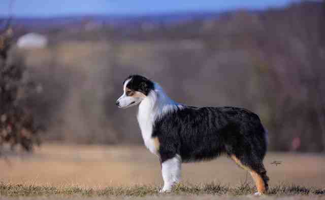 LDV's Royal Secrets "Winnie"