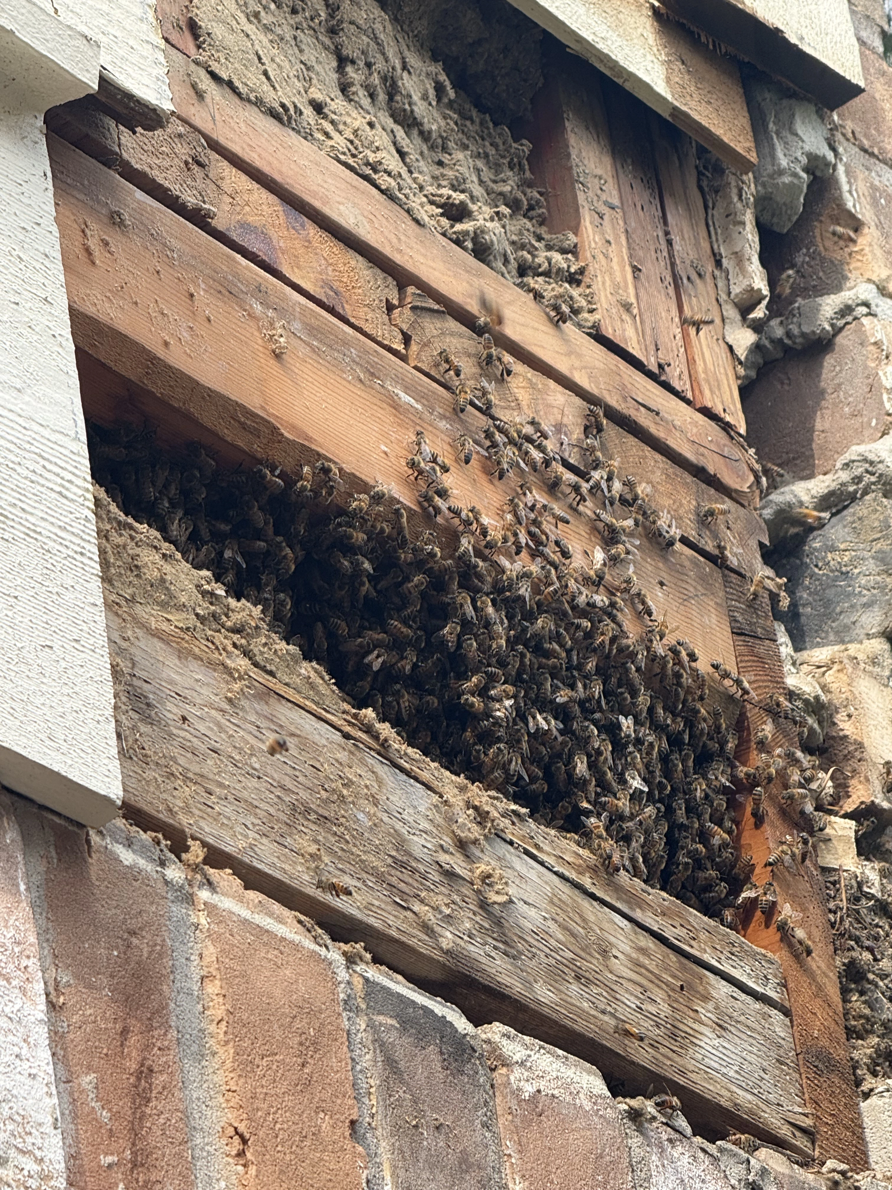 Sub-Framing Bee Cluster Removal