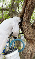 The Honey Bee Rescuers Team 3