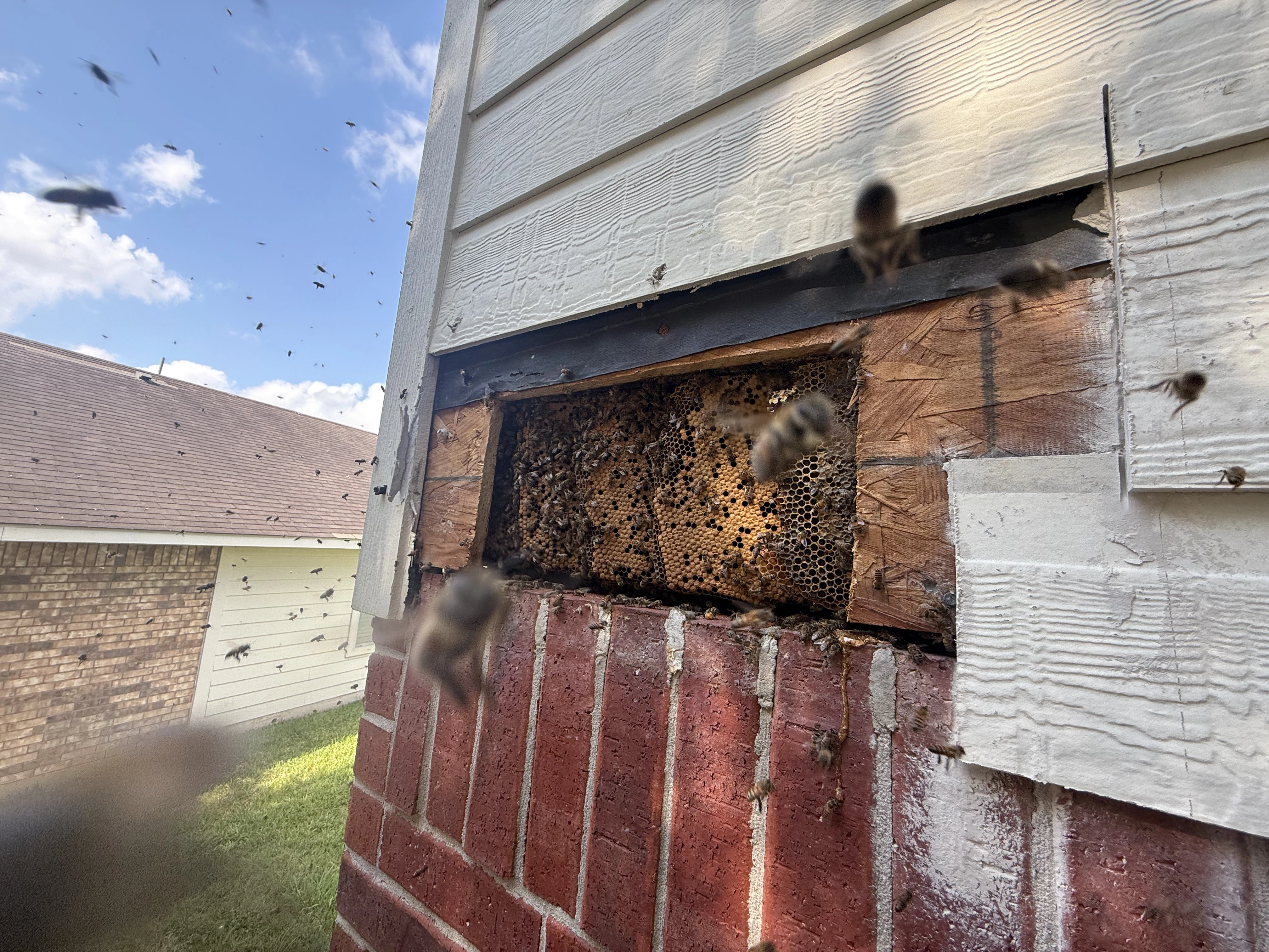 Wall Structure Bee Removal
