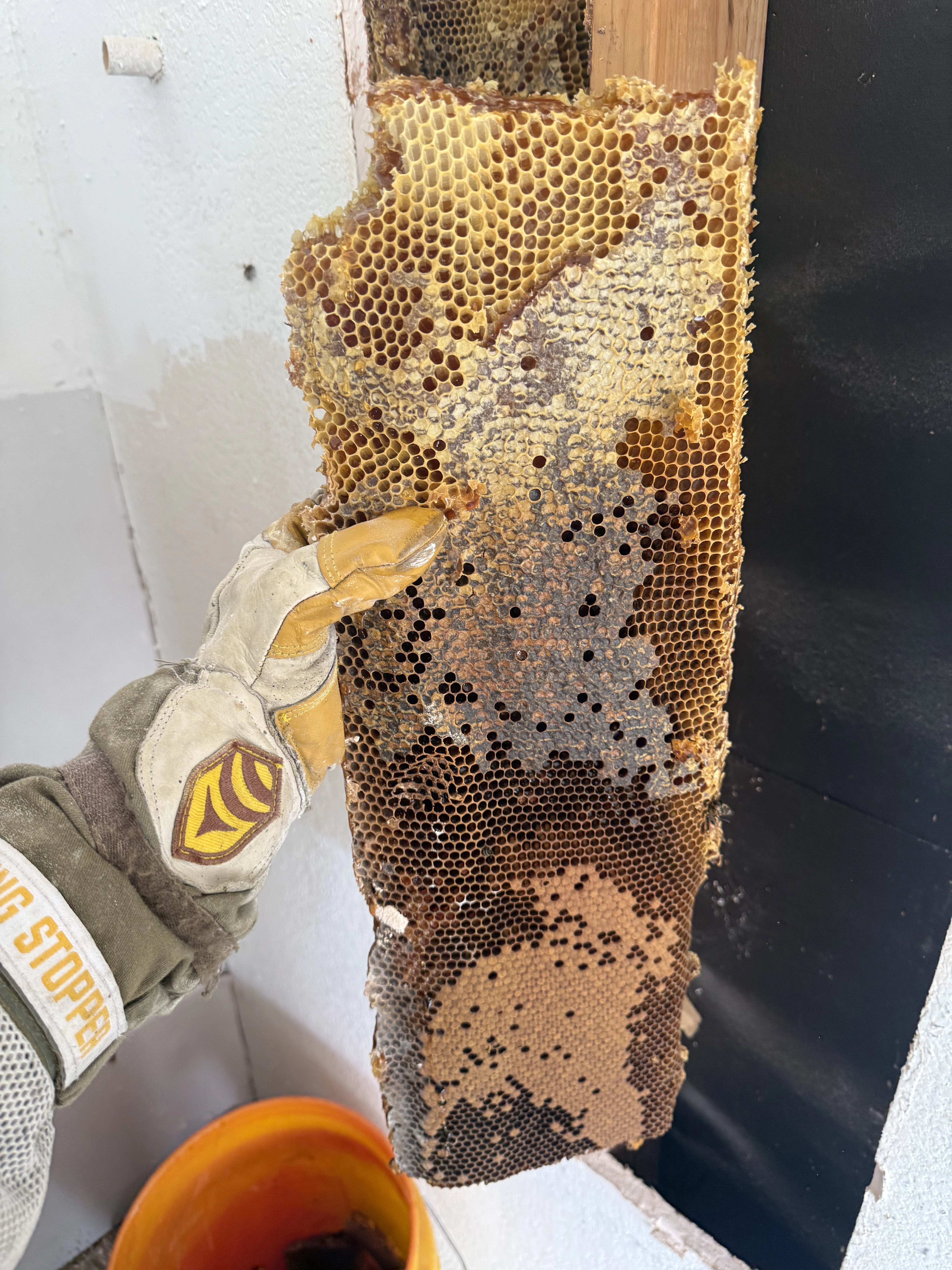 Live Honeycomb Extraction