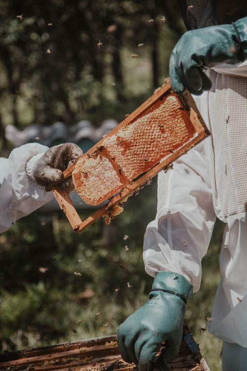 Beekeeper safely removing bees