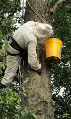 The Honey Bee Rescuers Team 5
