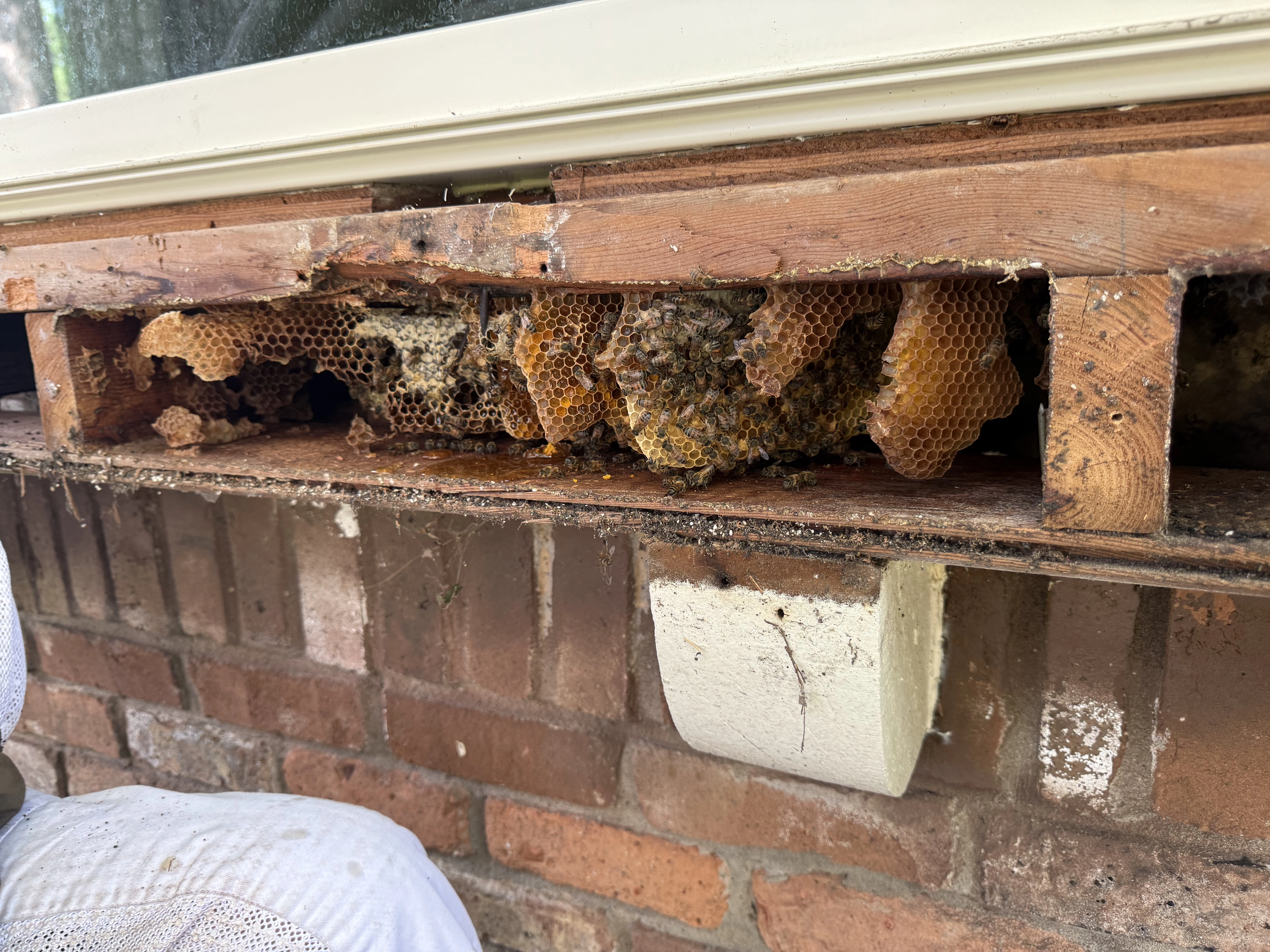 Window Sill Hive Removal