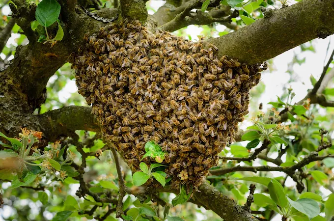 Honey bee swarm in a tree