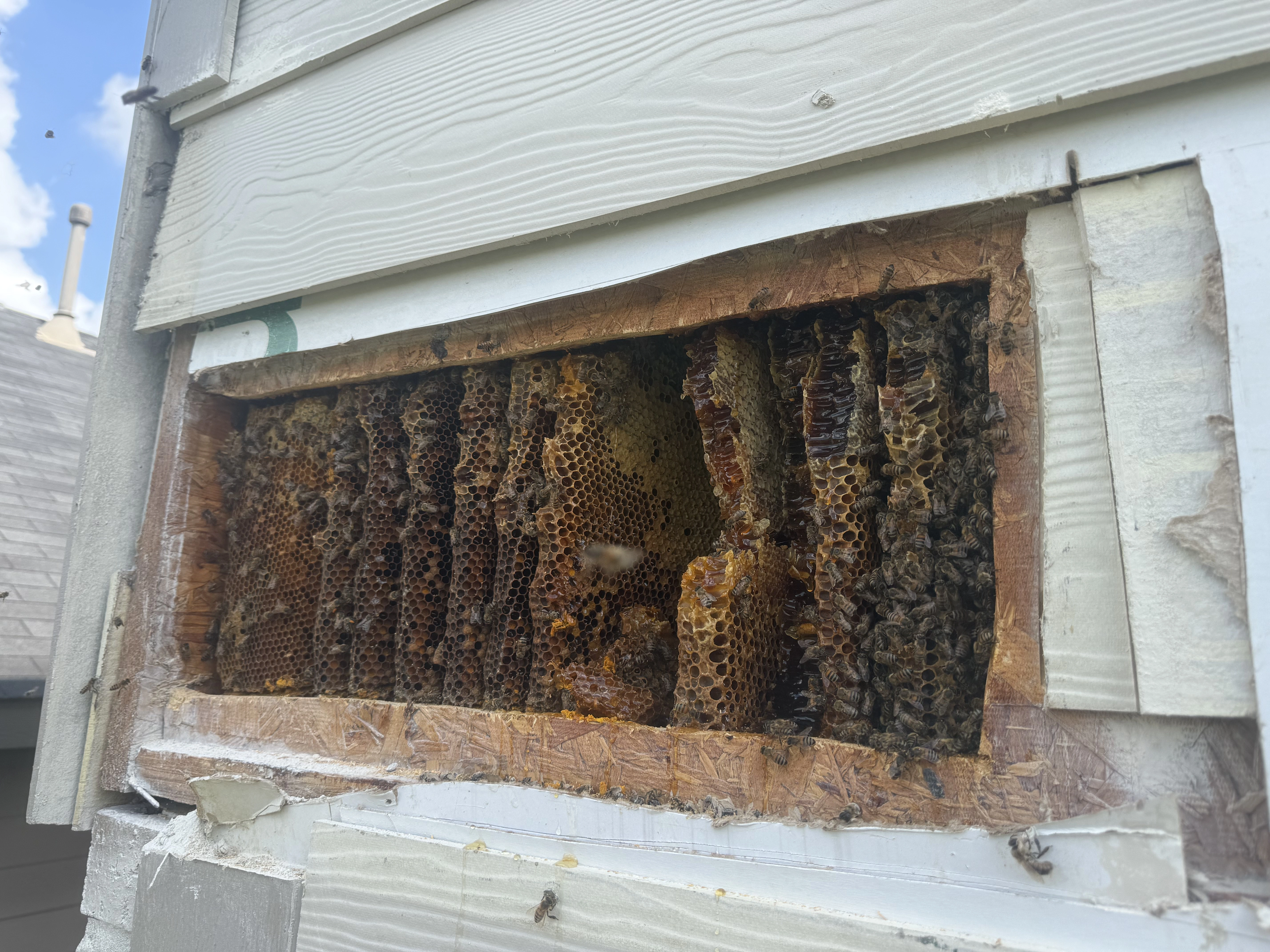 Intact Hive & Honeycomb Relocation