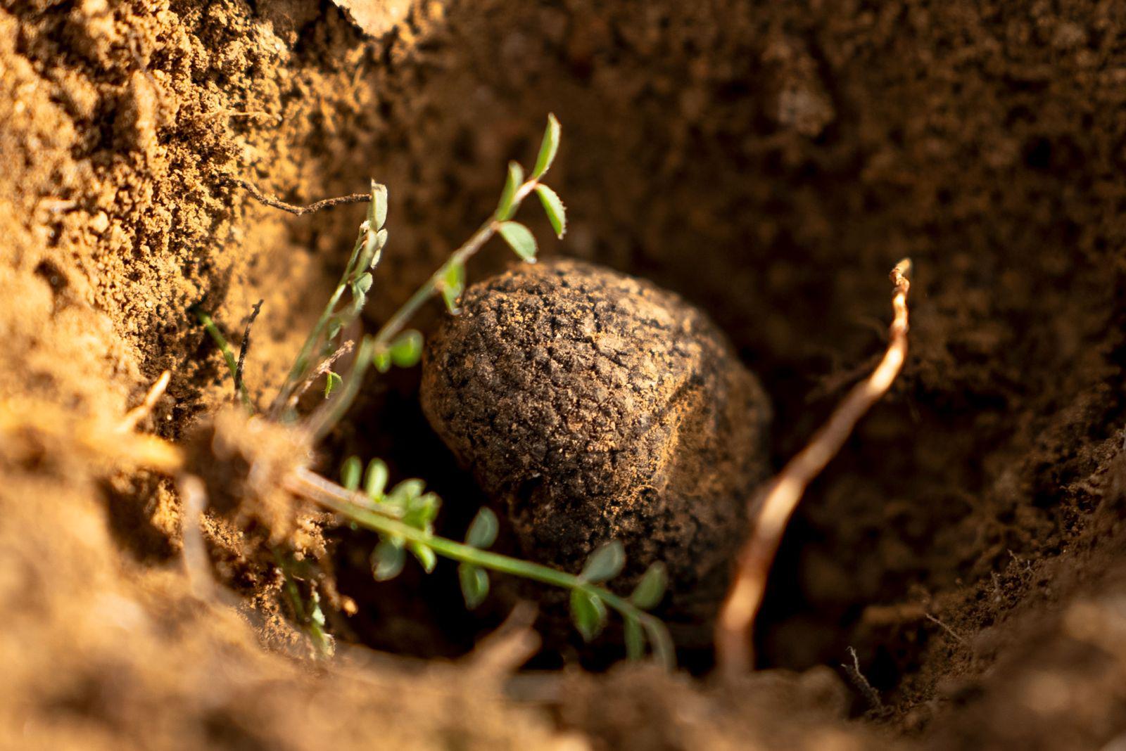 Tuscany Truffle Experience