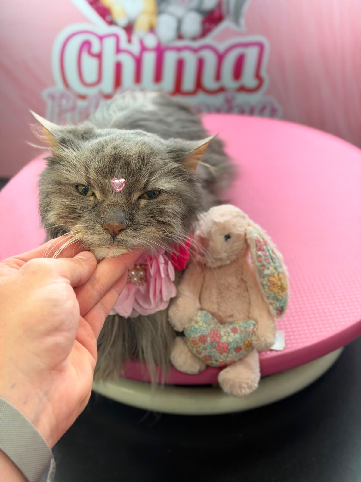 Groomed pet 18
