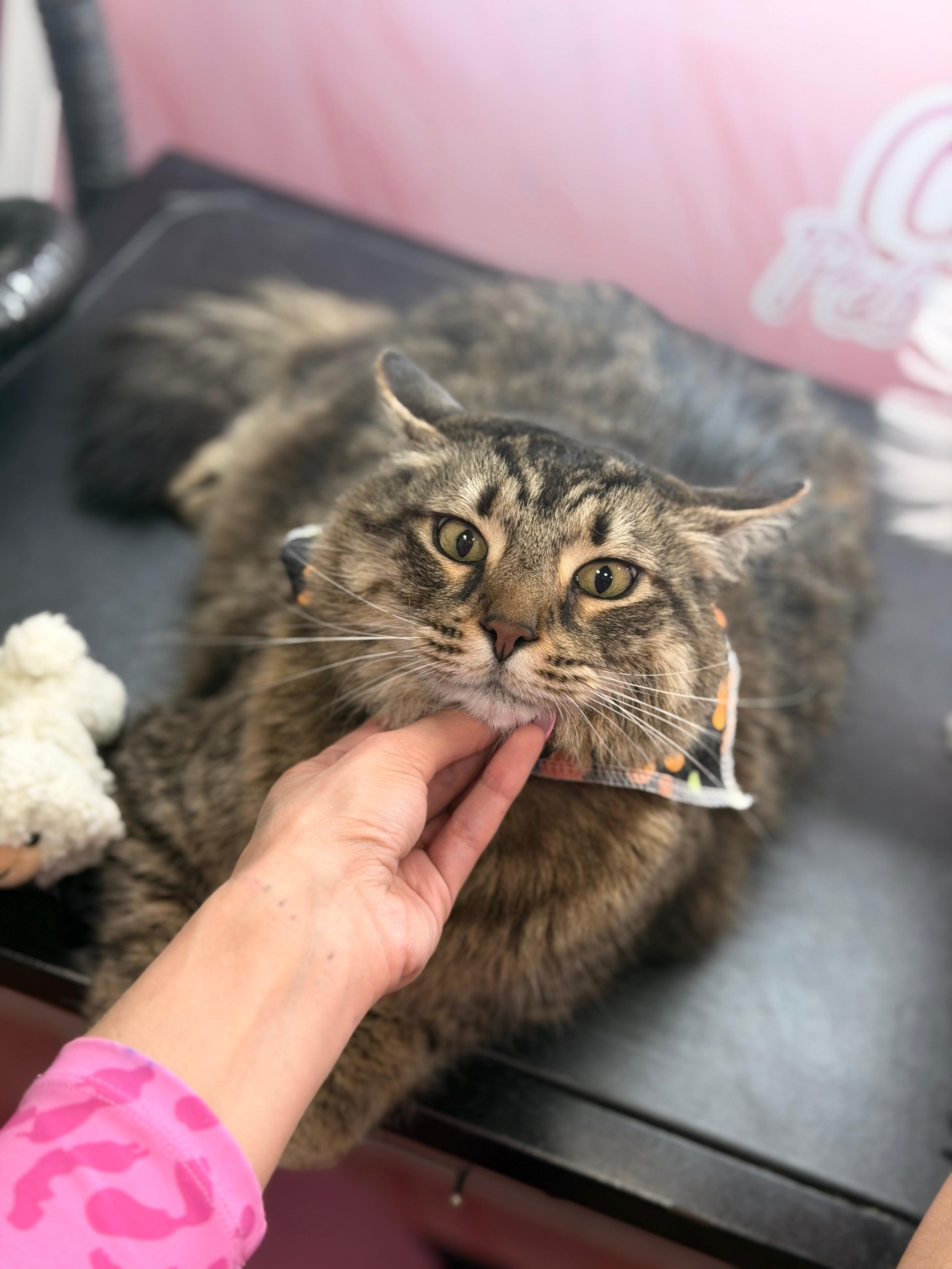 Groomed pet 20