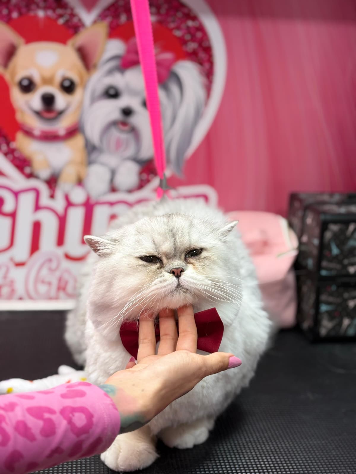 Groomed pet 15