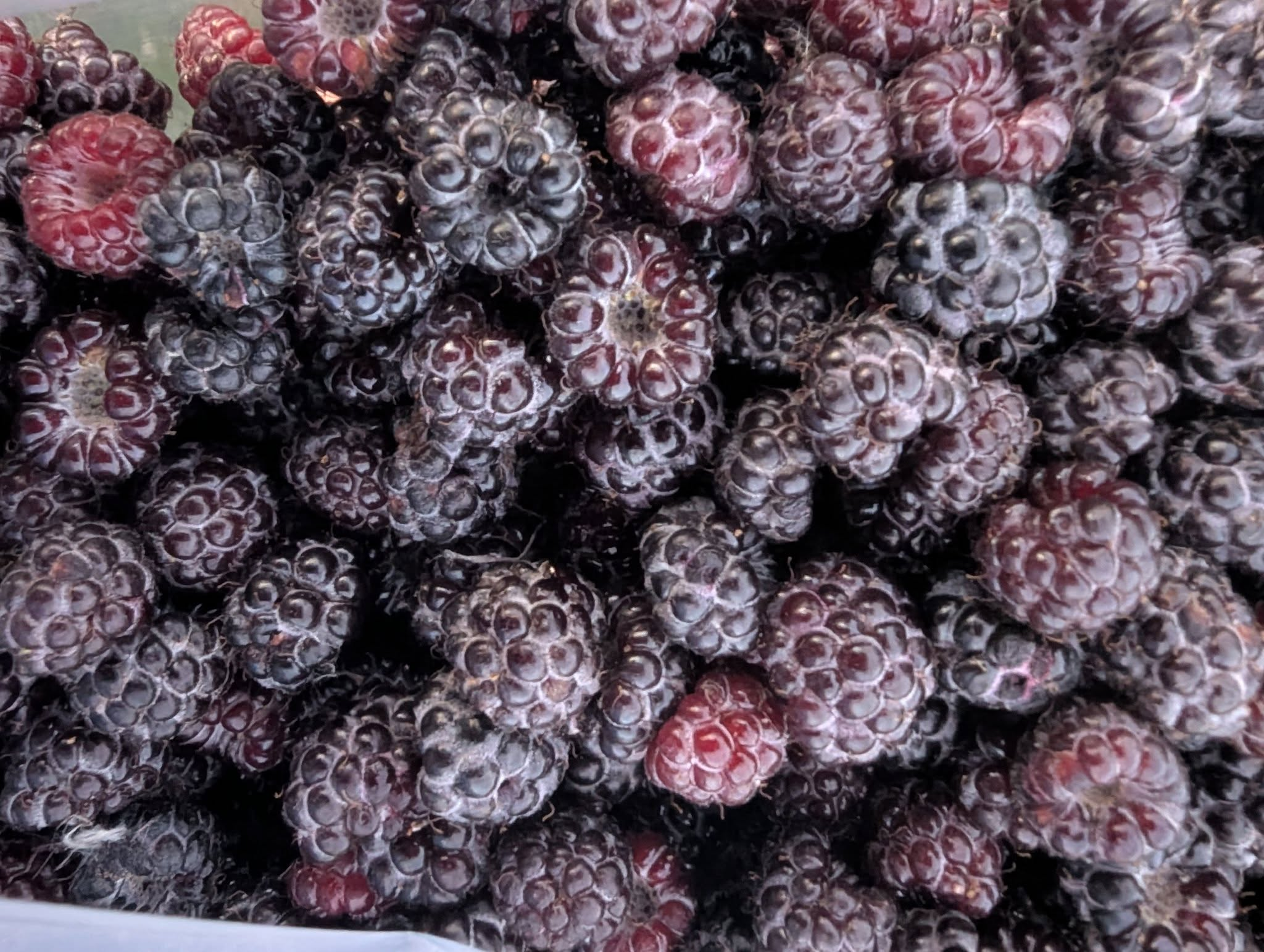 Black Raspberries