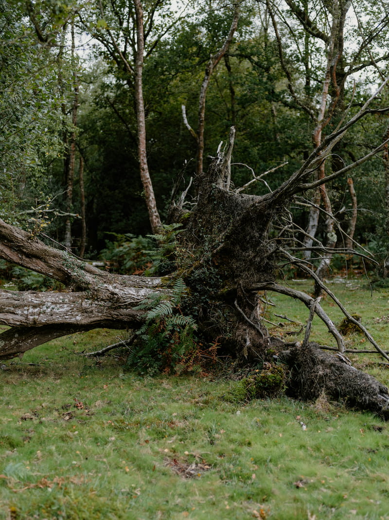 Storm damage cleanup project in Northern Kentucky
