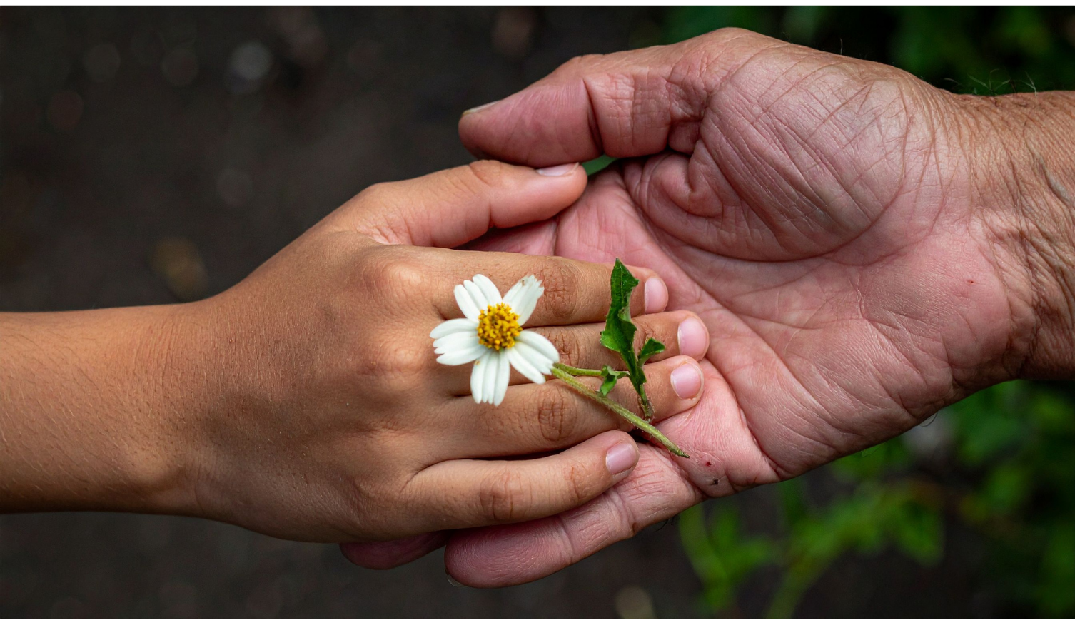 Hands holding a flower