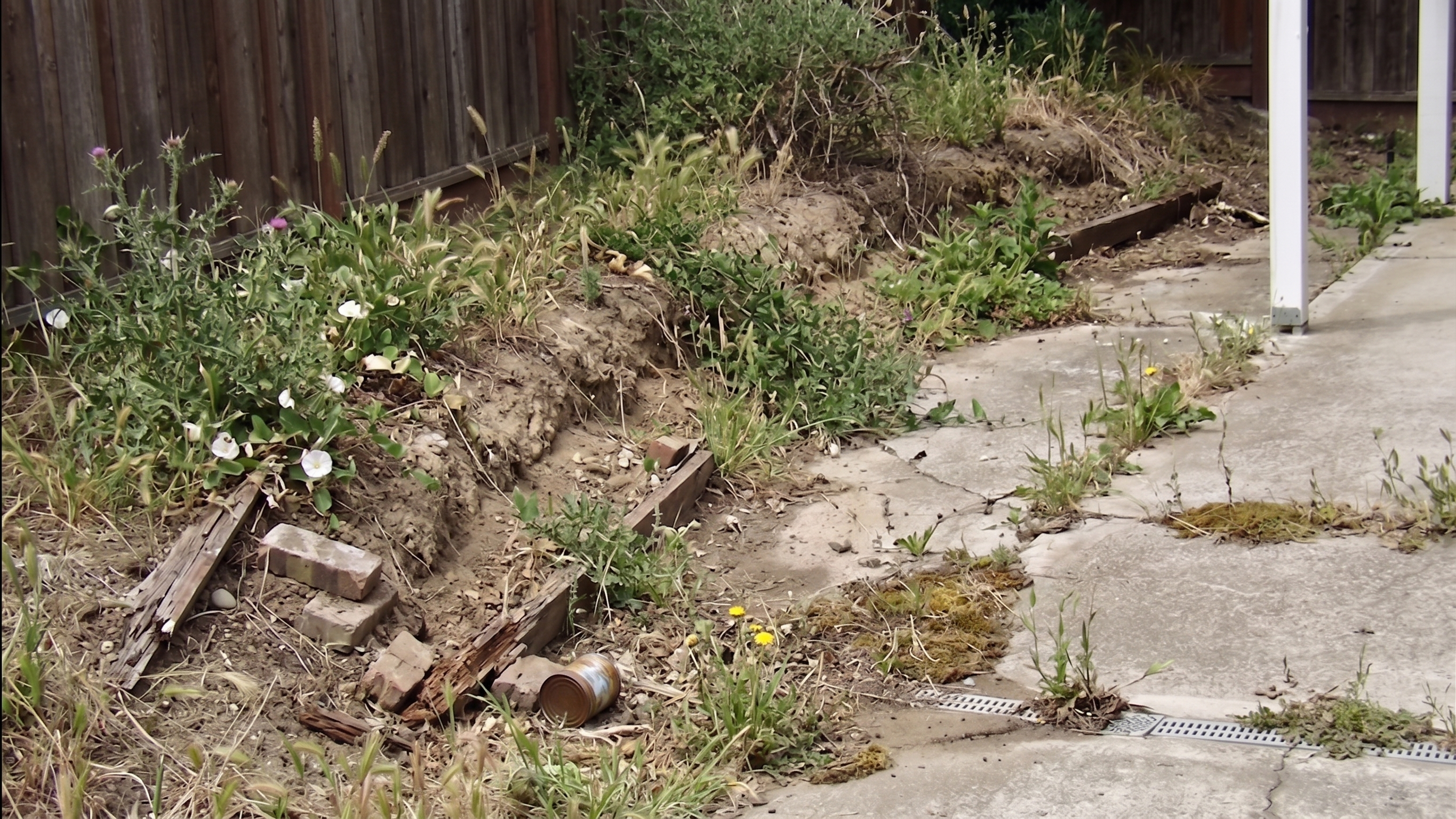 Overgrown eroding backyard slope before landscaping in Oakland