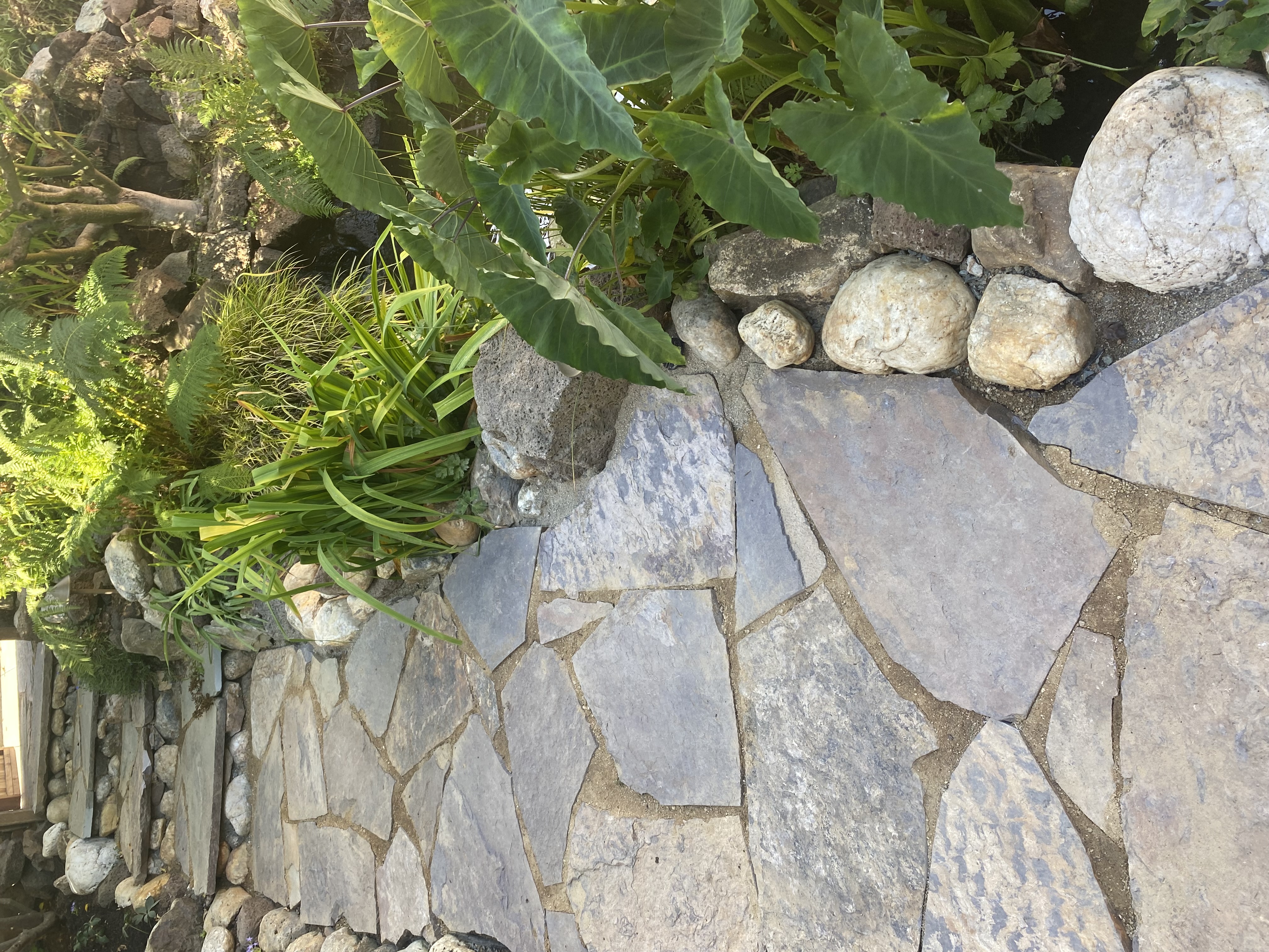 Garden - Stone Steps with Lush Planting in Oakland / East Bay