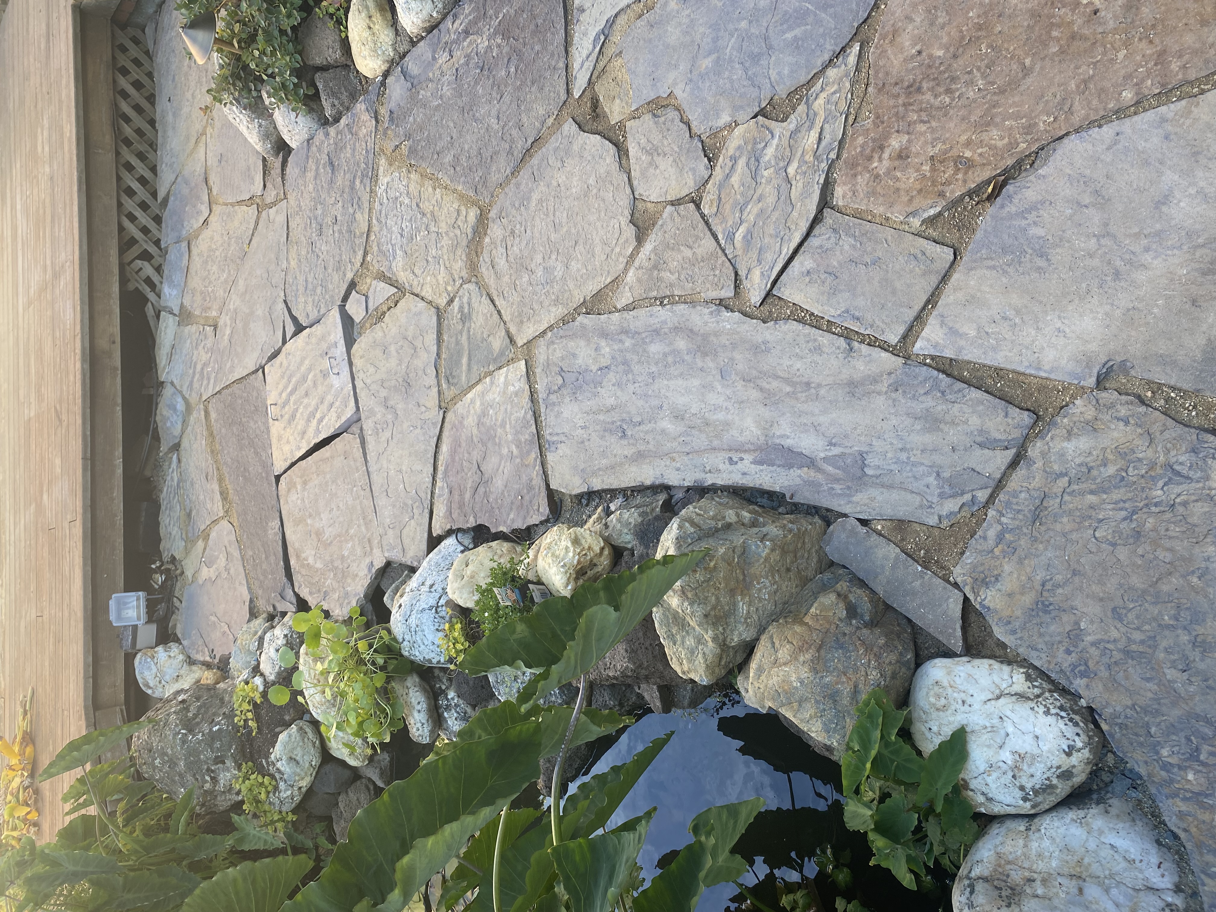 Pavers - Flagstone Patio with Hydrangeas in Oakland / East Bay