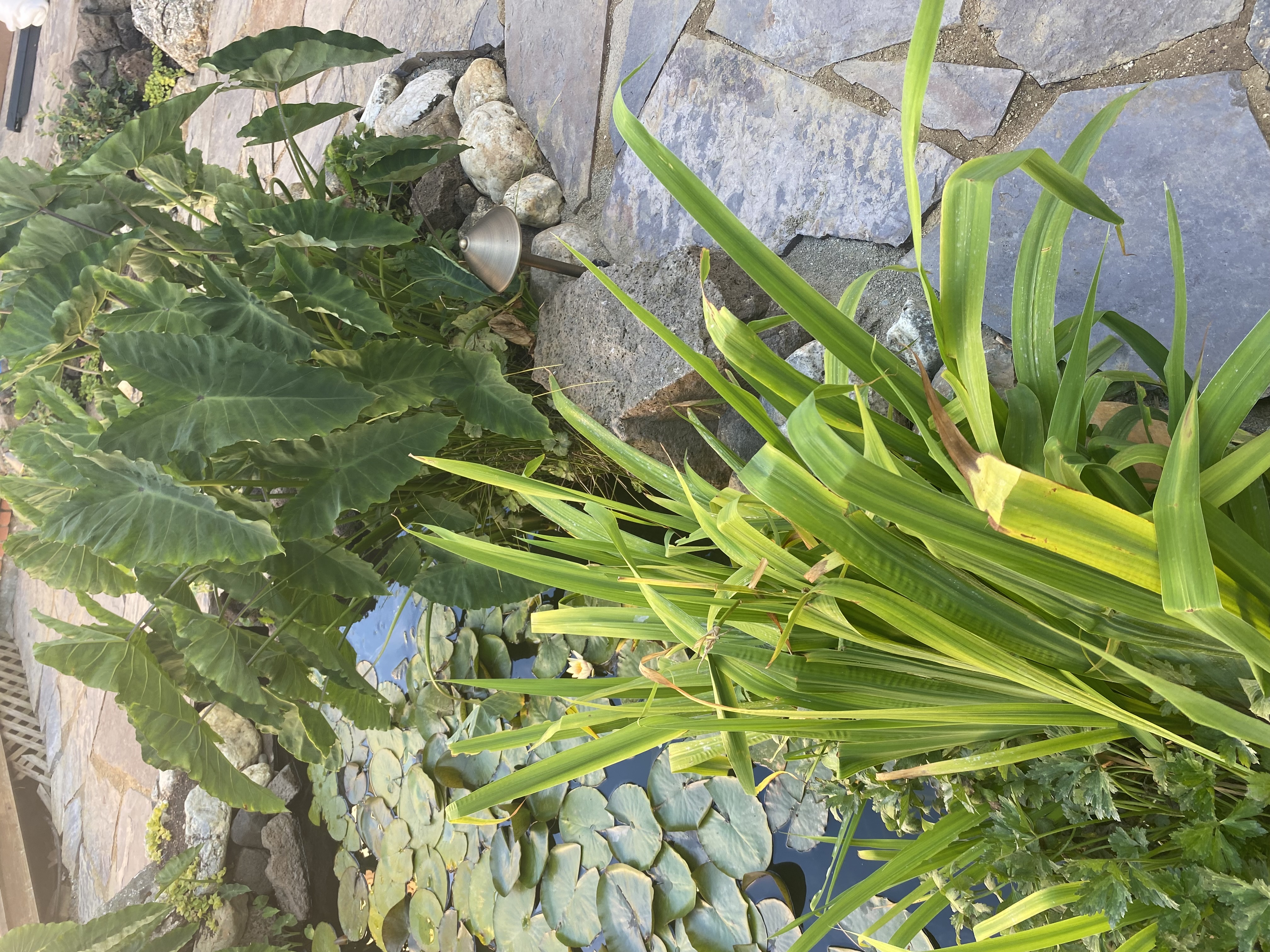 Garden - New Planting with Retaining Wall and Irrigation in Oakland / East Bay