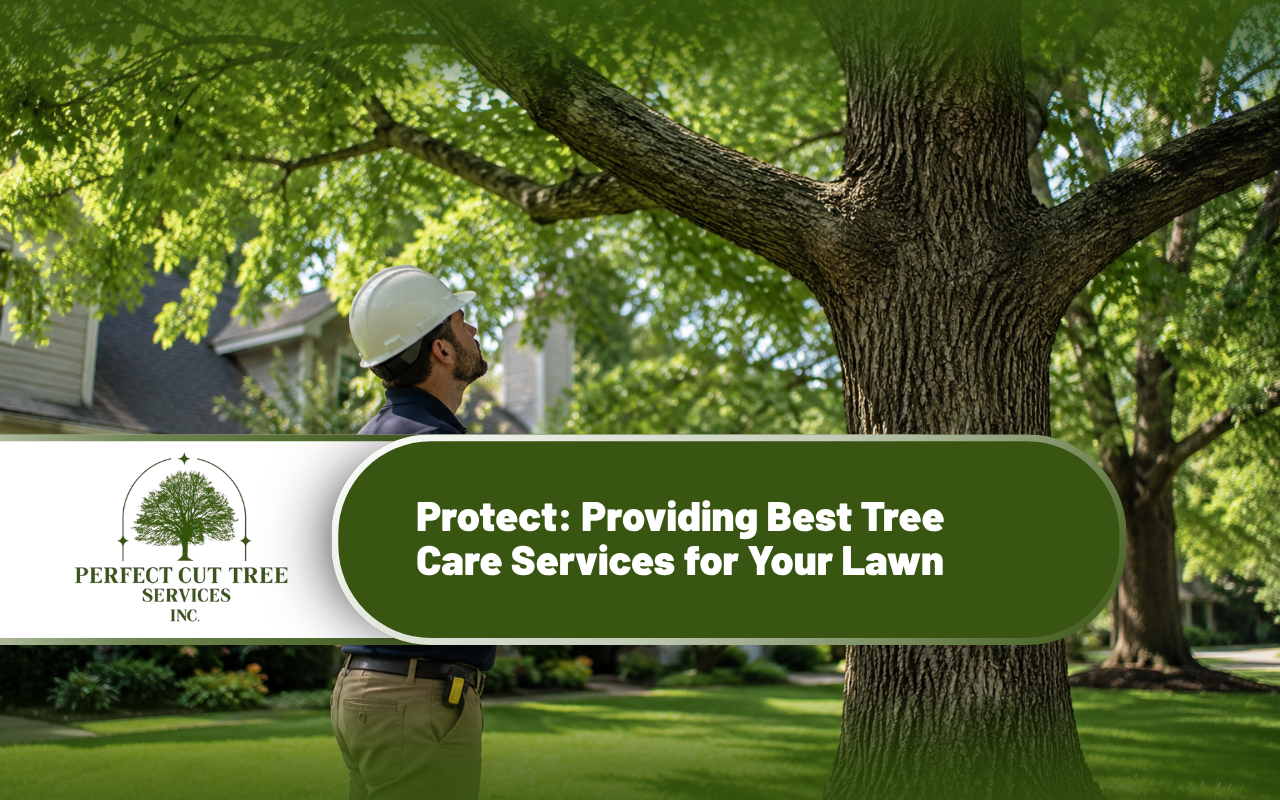 Professional tree care services supporting healthy residential trees