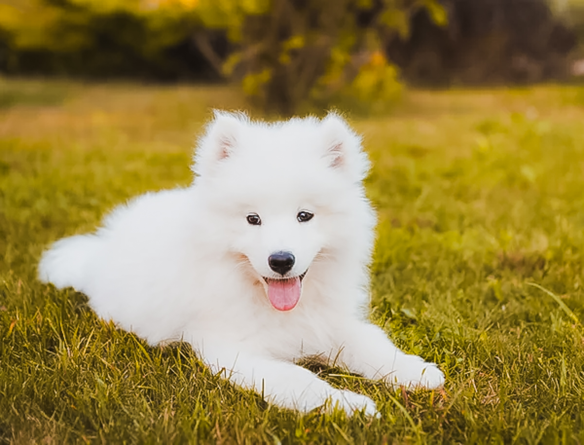 Samojed