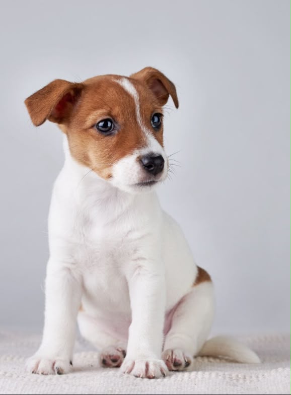 Jack Russell teriér