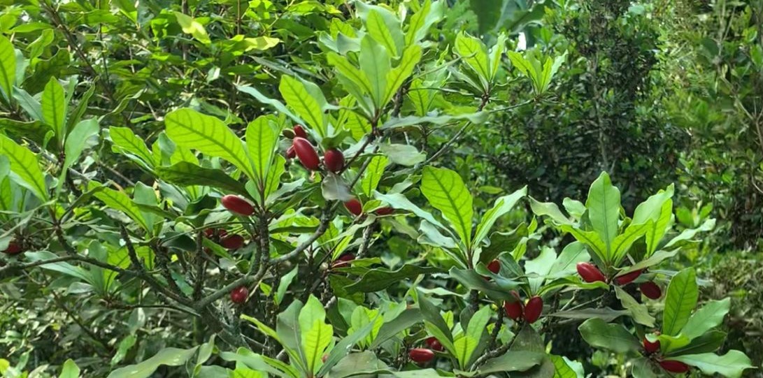 Finca de Zafru cultivada con Forestería Análoga