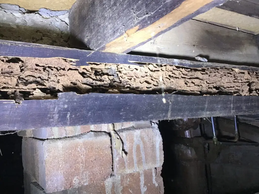Termite damage in subfloor