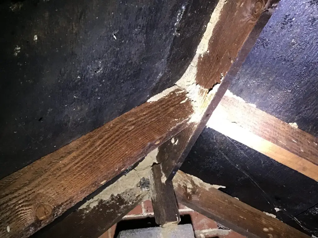 Termite activity in roof