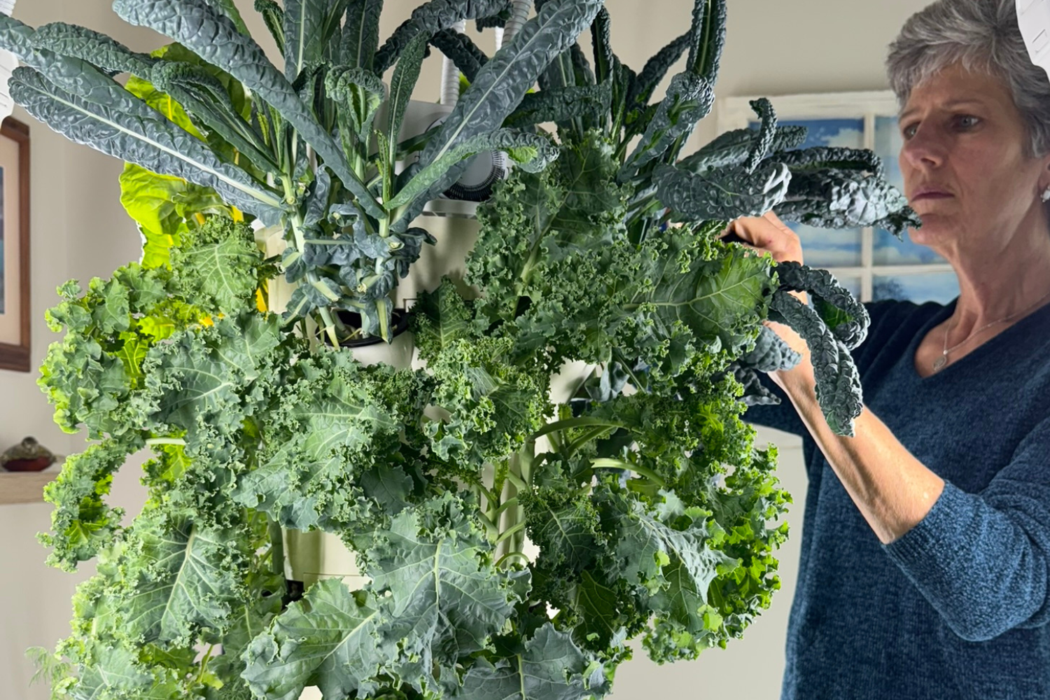 Harvesting fresh kale and leafy greens from an indoor Tower Garden hydroponic system.